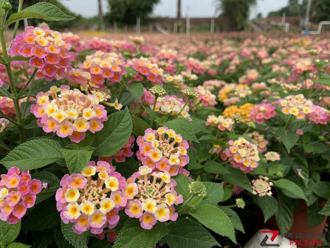 佛山經(jīng)略 | 資本下鄉(xiāng)種田養(yǎng)魚 佛山現(xiàn)代都市農(nóng)業(yè)風(fēng)生水起