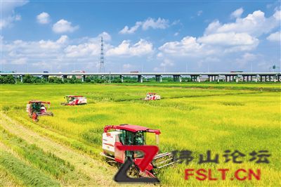 走訪高明、三水等佛山水稻種植區(qū)，一起探尋豐收的喜悅。