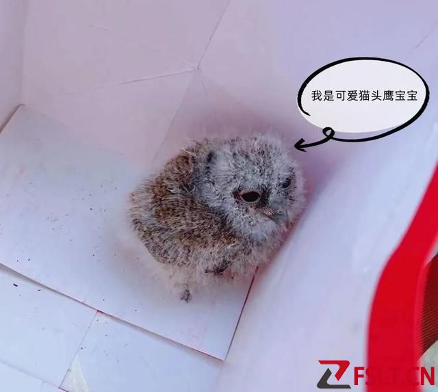 廣東佛山一市民在公園散步時(shí)，居然“撿”到呆萌猛禽？