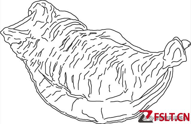 原料知識(shí)：告訴你什么是花膠，什么是魚肚，別搞混了