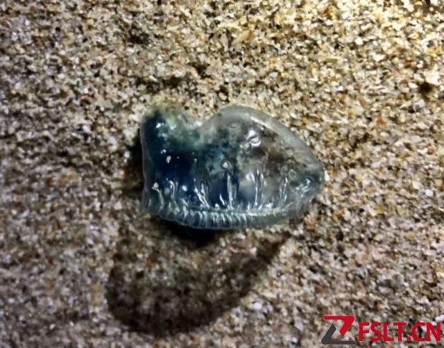 有劇毒！看到立即遠(yuǎn)離！廣東一地已出現(xiàn)