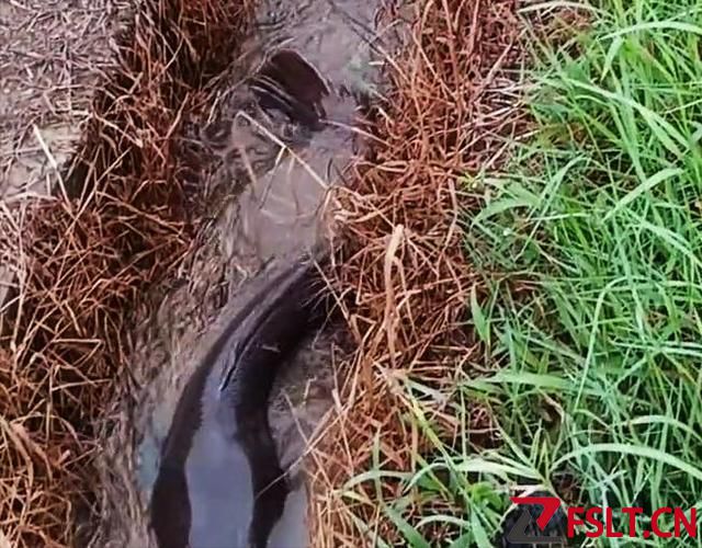 大雨后，一群大魚“洗劫”了紅薯地？老鄉(xiāng)頭疼：趕走了又來