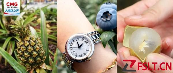 “龍眼×荔枝”雜交？廣東出現(xiàn)了“神奇果子”一起嘗鮮→