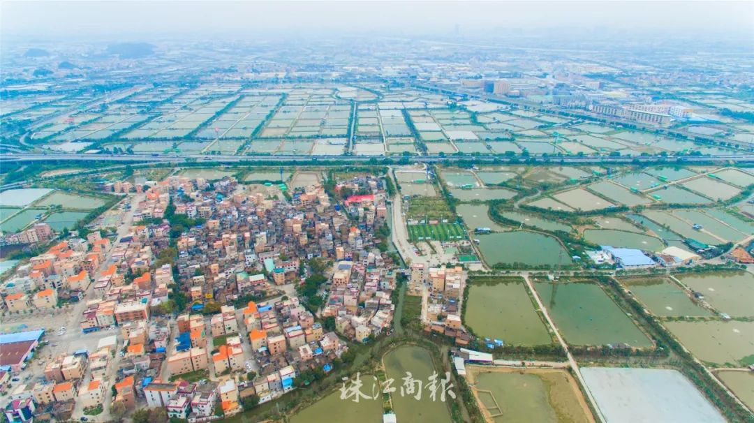 順德知味丨順德魚生的古典之美(圖2) 順德知味丨順德魚生的古典之美(圖2)