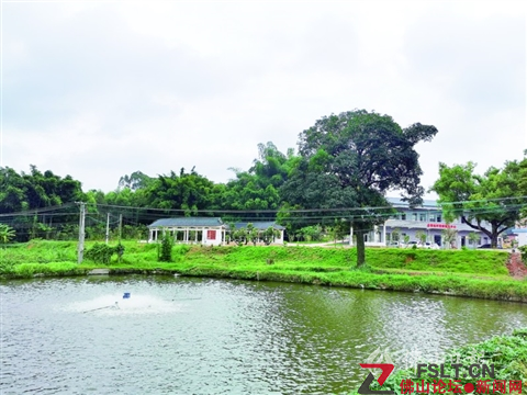 蝶變！高明區(qū)明城鎮(zhèn)苗逕村環(huán)境整治與產(chǎn)業(yè)發(fā)展“兩翼齊飛”